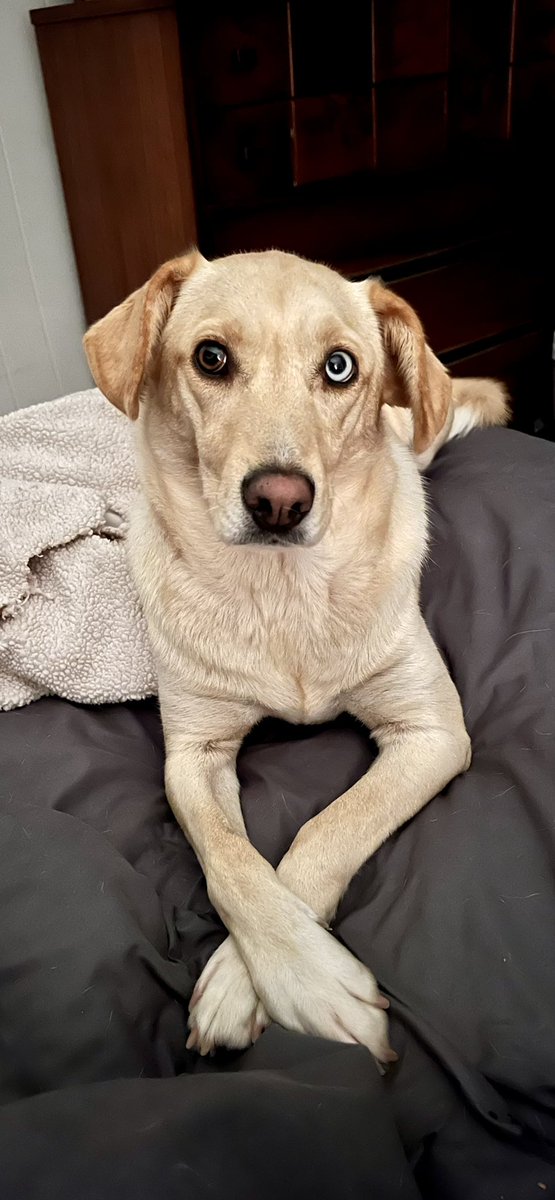 K_Erickson18's tweet photo. I hate how my dog looks disappointed in me when I stay up too late 😭 https://t.co/ABYEuHC2WY