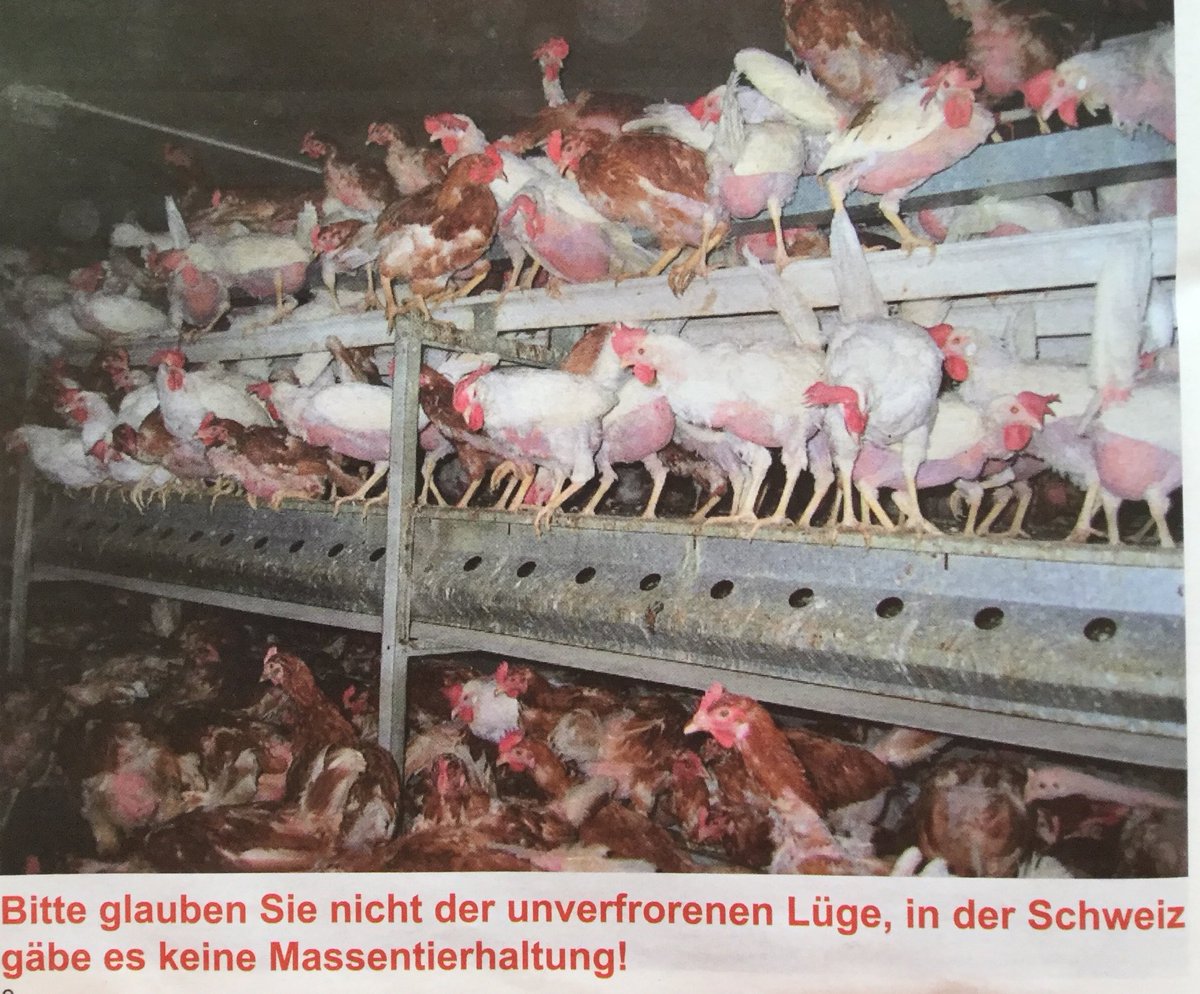 leonis5908's tweet photo. „Bitte glauben Sie nicht der unverfrorenen Lüge, in der Schweiz gäbe es keine Massentierhaltung“ 
via ⁦@vgt_ch⁩ 
#Massentierhaltung #TierwohlJA https://t.co/CXDqYlObi5