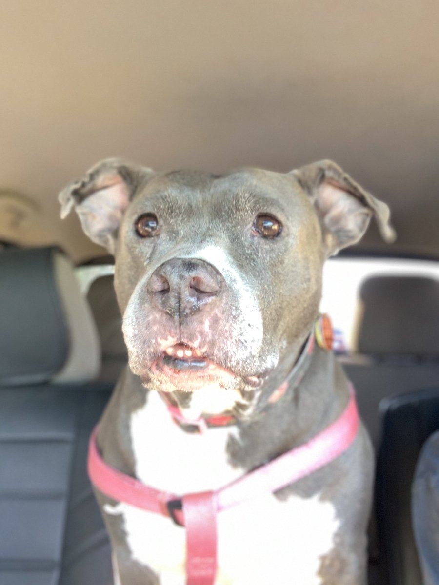 dcwingate's tweet photo. Diamond Trippin Friday ๐พ๐พ๐ฅ
Off to get the truck inspected which is very serious business to the ๐ฅ apparently. Then she remembered this is a no treat shop! ๐พ๐พ๐คฌ
#CursesFoiledAgain #DaddysPotato
#GrayFaceMafia #DogsofTwittter #DogsOnTwitter #AdoptDontShop #RescueSeniors https://t.co/UfOXwm0XgZ