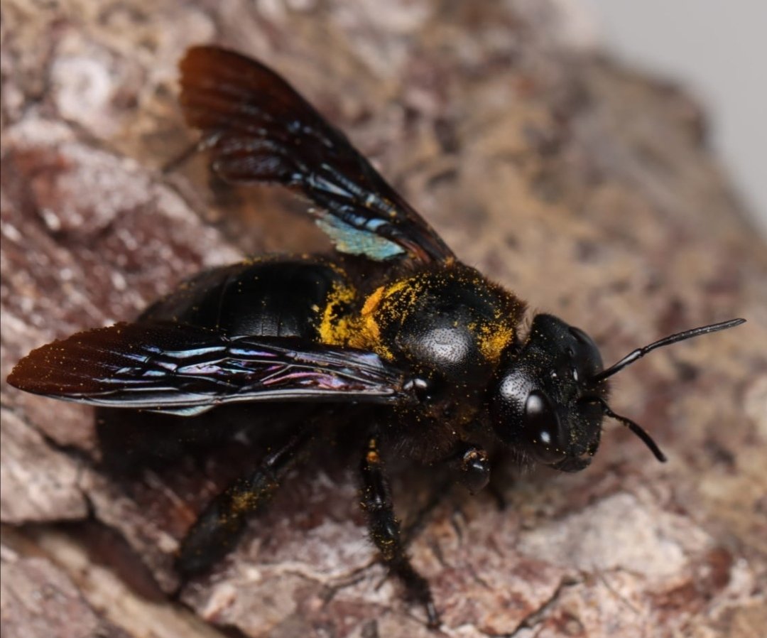 We were regularly seeing this carpenter bee with yellow thorax (foto <a href="/MNiekampf/">Marco Niekampf</a>) flying around close to @ebmg_usc in Ferrol, Galicia. But looks like pollen? Any other suggestions than that this is Xylocopa violacea? <a href="/BSGGoettingen/">Biologische Schutzgemeinschaft</a> <a href="/Abeja_Silvestre/">AbejasSilvestres</a>