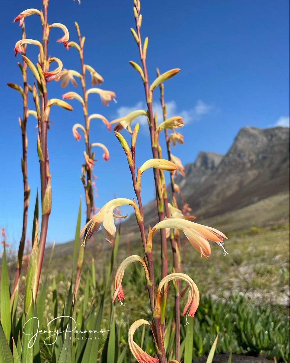 JennyPaPB's tweet photo. Watsonias flowering after the fire! Beautiful against the barren & blackened landscape. Nature never disappoints…
#wildflowers #postburn #biodiversity #pringlebayfynbos #fynbos #TwitterNatureCommunity https://t.co/6eAHFc5FO9