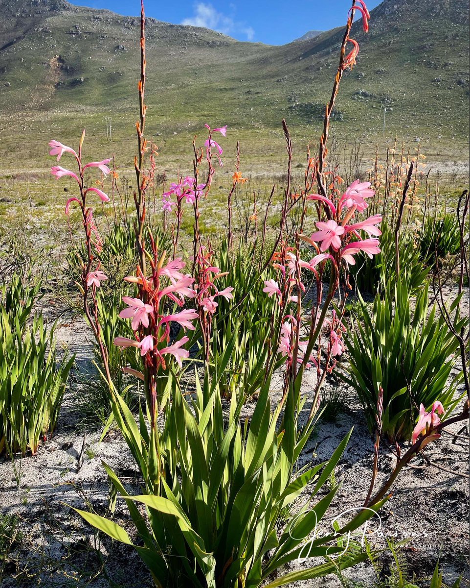 JennyPaPB's tweet photo. Watsonias flowering after the fire! Beautiful against the barren & blackened landscape. Nature never disappoints…
#wildflowers #postburn #biodiversity #pringlebayfynbos #fynbos #TwitterNatureCommunity https://t.co/6eAHFc5FO9