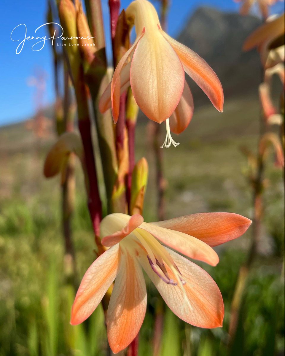 JennyPaPB's tweet photo. Watsonias flowering after the fire! Beautiful against the barren & blackened landscape. Nature never disappoints…
#wildflowers #postburn #biodiversity #pringlebayfynbos #fynbos #TwitterNatureCommunity https://t.co/6eAHFc5FO9