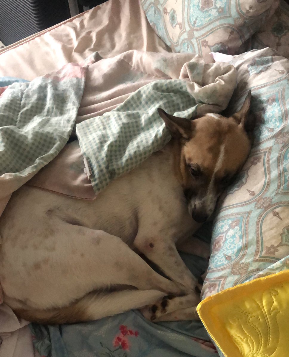 Attila Neto tweet media