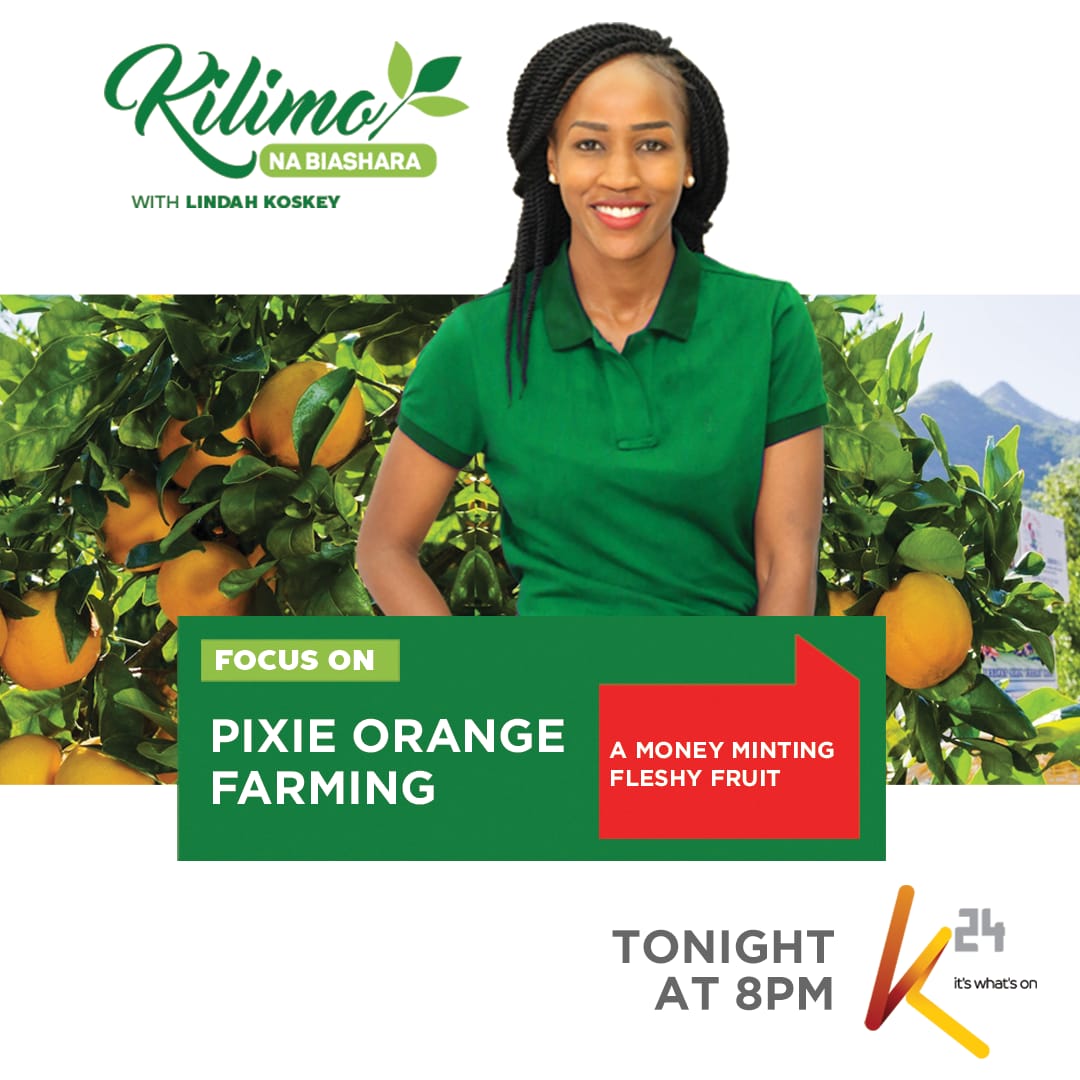 K24Tv's tweet photo. Did you know that pixie oranges are a cross between oranges and tangerines and bear sweet seedless orange fruit?

Join @lindakoskey this Friday at 8PM on #KilimoNaBiashara as she explores the beauty of Pixie Orange Farming in Kenya.
@joylandfarms https://t.co/NDJNjgCon4