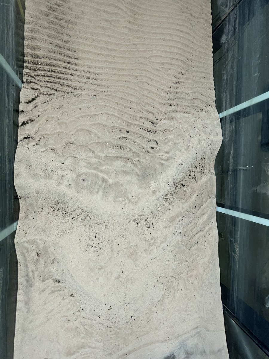 dr_bw's tweet image. Was in the lab yesterday with @Delta18O and his GY306 sedimentology class making #wave orbital (vortex) #ripples. Look at these #bedforms! #FlumeFriday
