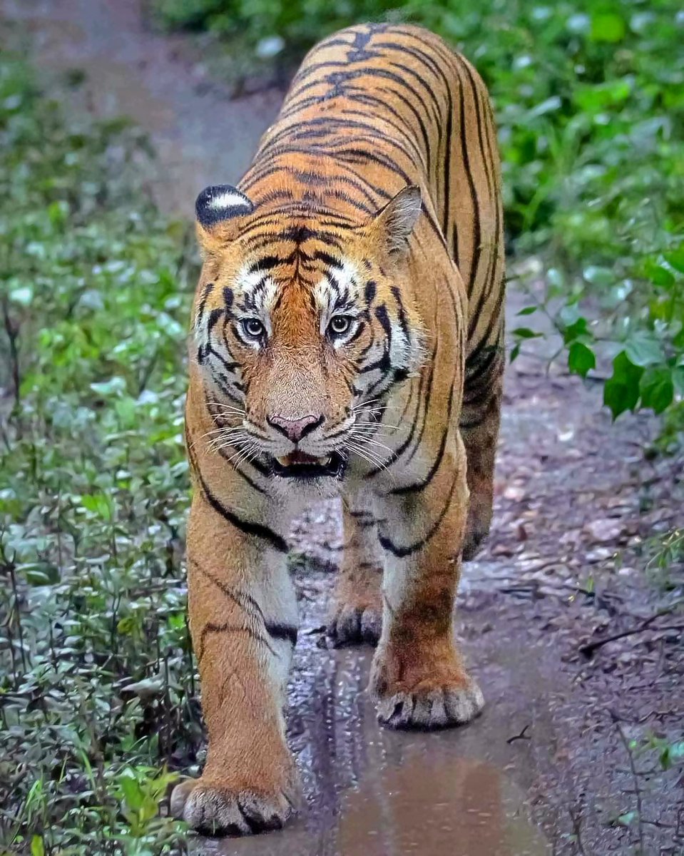 Kuraigad Male Tiger at Rukhad gate pench national park MP.