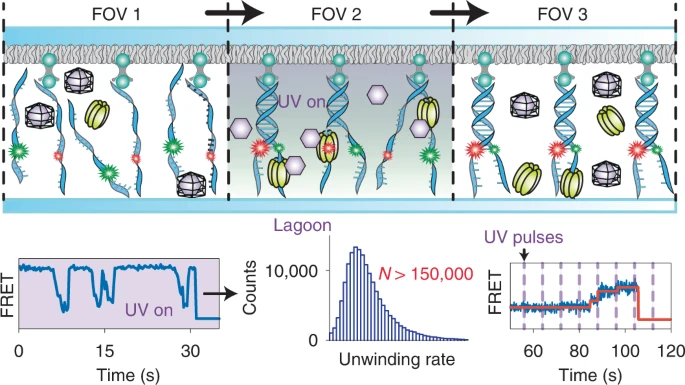 A new paper from <a href="/SebastianDeindl/">Sebastian Deindl</a> <a href="/crispr_cookie/">C</a> @RU_biophysicist used photocaged NTPs to increase measurement throughput of single-molecule experiments. go.nature.com/3S8hYzn