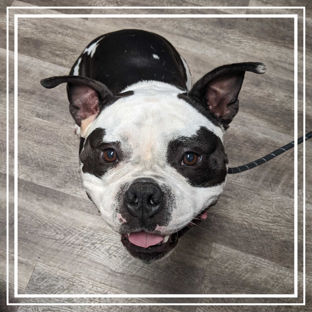 BothellPetHosp's tweet image. Nano is all smiles! Thanks for stopping in Nano! #bothellpet #bothell #dogsofbothell #woof #weloveourclients #weloveourteam #vetlife