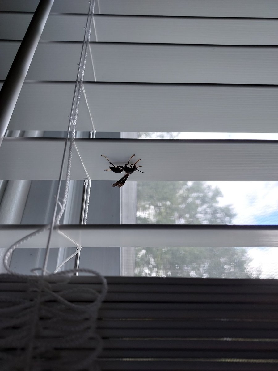 M_Mary_C's tweet photo. Meet Buzzbert. He is my bedrooms guard-wasp and a great roommate. (For his comfort, I hope he finds his way out today.) https://t.co/yaaK8mmrwS