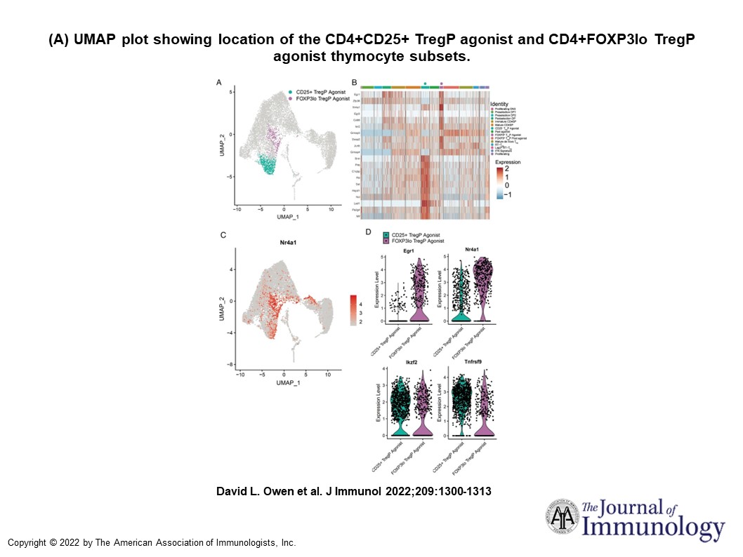 J_Immunol's tweet photo. #JI_TopRead from the Farrar lab @UMNLabMedPath shows a how novel #Treg progenitors mature in the #thymus | #Tcelldevelopment #ReadTheJI #immunology https://t.co/a46JOkeEGb https://t.co/3Sy5xjMFy6