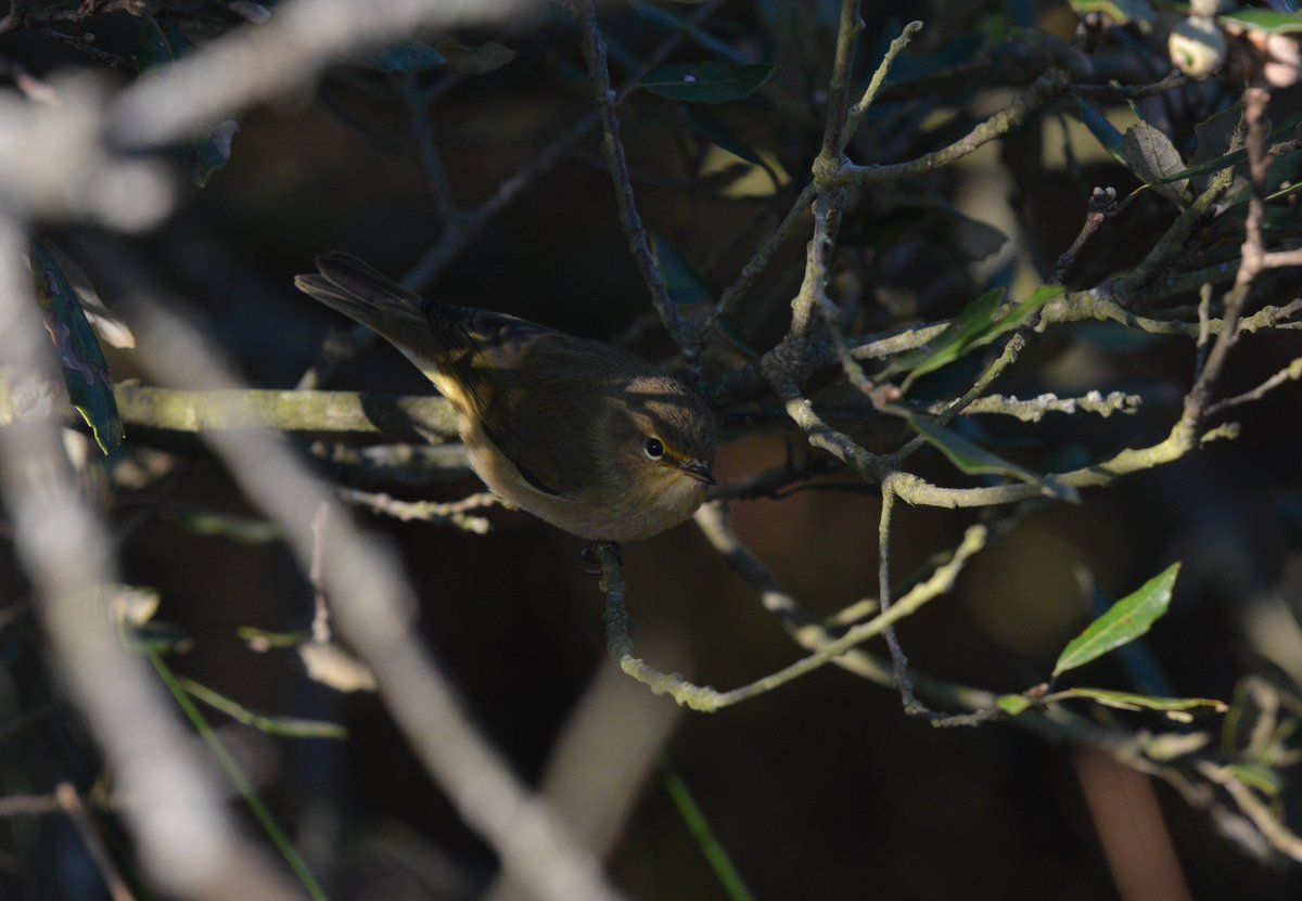 LMHooperbirder's tweet photo. Birds still moving through Gilkicker with Meadow Pipits, Tree Pipits, Grey Wagtails and close to 10,000 hirundines this week! Chiffchaffs and Blackcaps in good numbers and the first Brent Geese, Wigeon and Teal through as well as a patch tick Cattle Egret last week https://t.co/MKnKgkwGR7