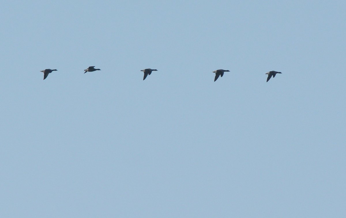 LMHooperbirder's tweet photo. Birds still moving through Gilkicker with Meadow Pipits, Tree Pipits, Grey Wagtails and close to 10,000 hirundines this week! Chiffchaffs and Blackcaps in good numbers and the first Brent Geese, Wigeon and Teal through as well as a patch tick Cattle Egret last week https://t.co/MKnKgkwGR7