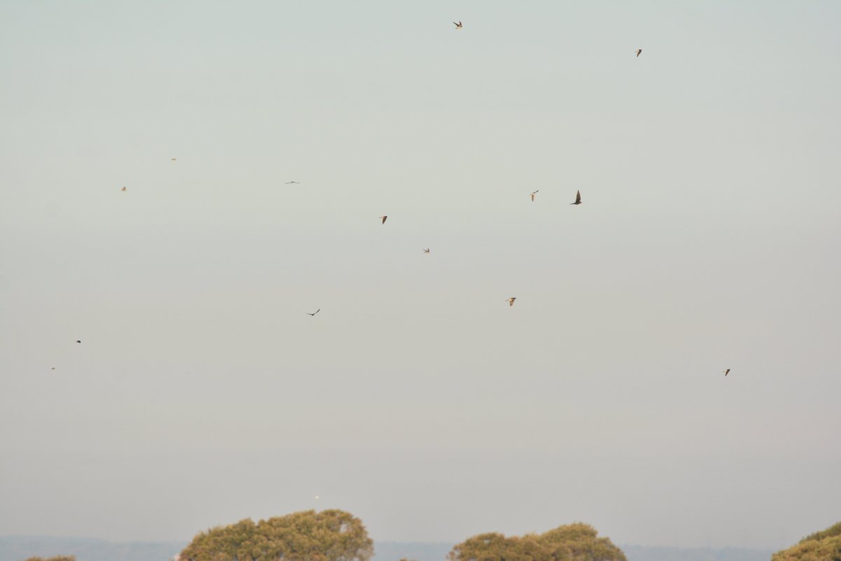 LMHooperbirder's tweet photo. Birds still moving through Gilkicker with Meadow Pipits, Tree Pipits, Grey Wagtails and close to 10,000 hirundines this week! Chiffchaffs and Blackcaps in good numbers and the first Brent Geese, Wigeon and Teal through as well as a patch tick Cattle Egret last week https://t.co/MKnKgkwGR7