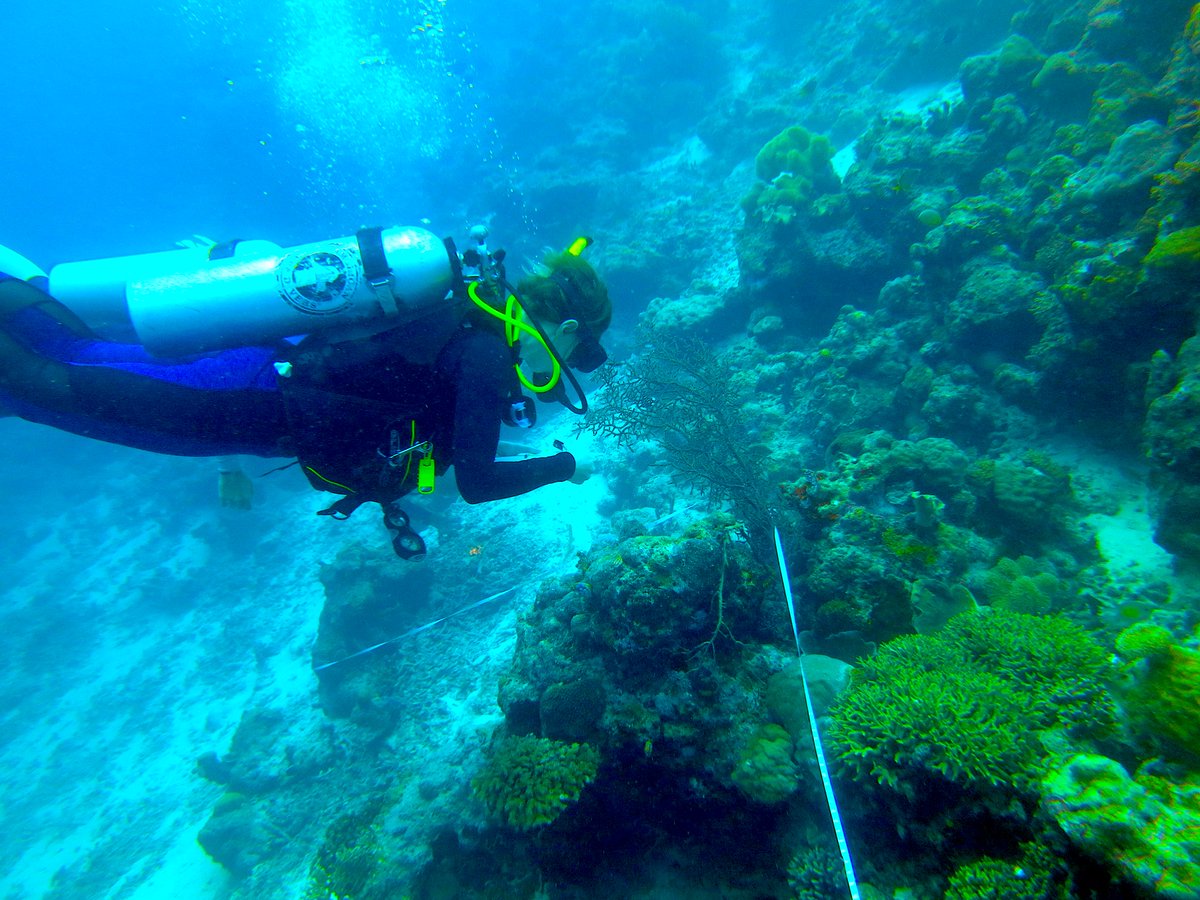 Dr_MTaylor's tweet photo. #MarineBiology #Lecturer #vacancy Come join us here @EssexLifeSci ! https://t.co/70J2stWuoy We have a new state of the art aquaria room, a boat, and pretty awesome colleagues...😆(modest right)  #Academictwitter #jobadvert Pics from Indonesia field course...Plse RT https://t.co/0aFke61Tzc