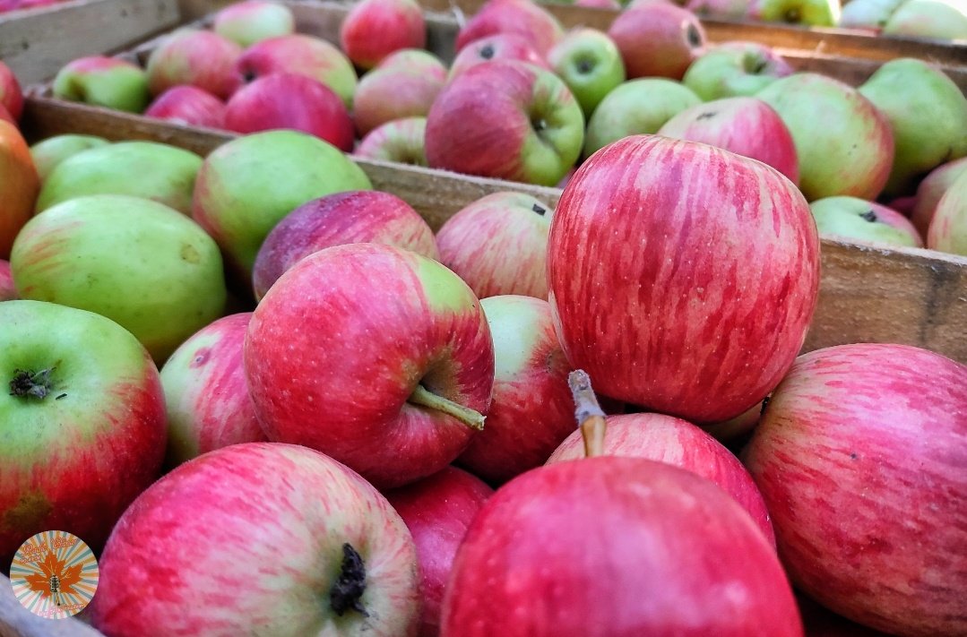 totaltaiyar's tweet photo. This is the right time to taste the delicious #Apples π of #Appletownsopore
.
.
.
#apples #appletown #sopore #JuicyApples #deliciousapples #harvesting #season #kashmir #chotalondon #radiochinar #NorthKashmir #radoichinar904
π· @hakeemjunaidjpc https://t.co/v1A8IJNCCu