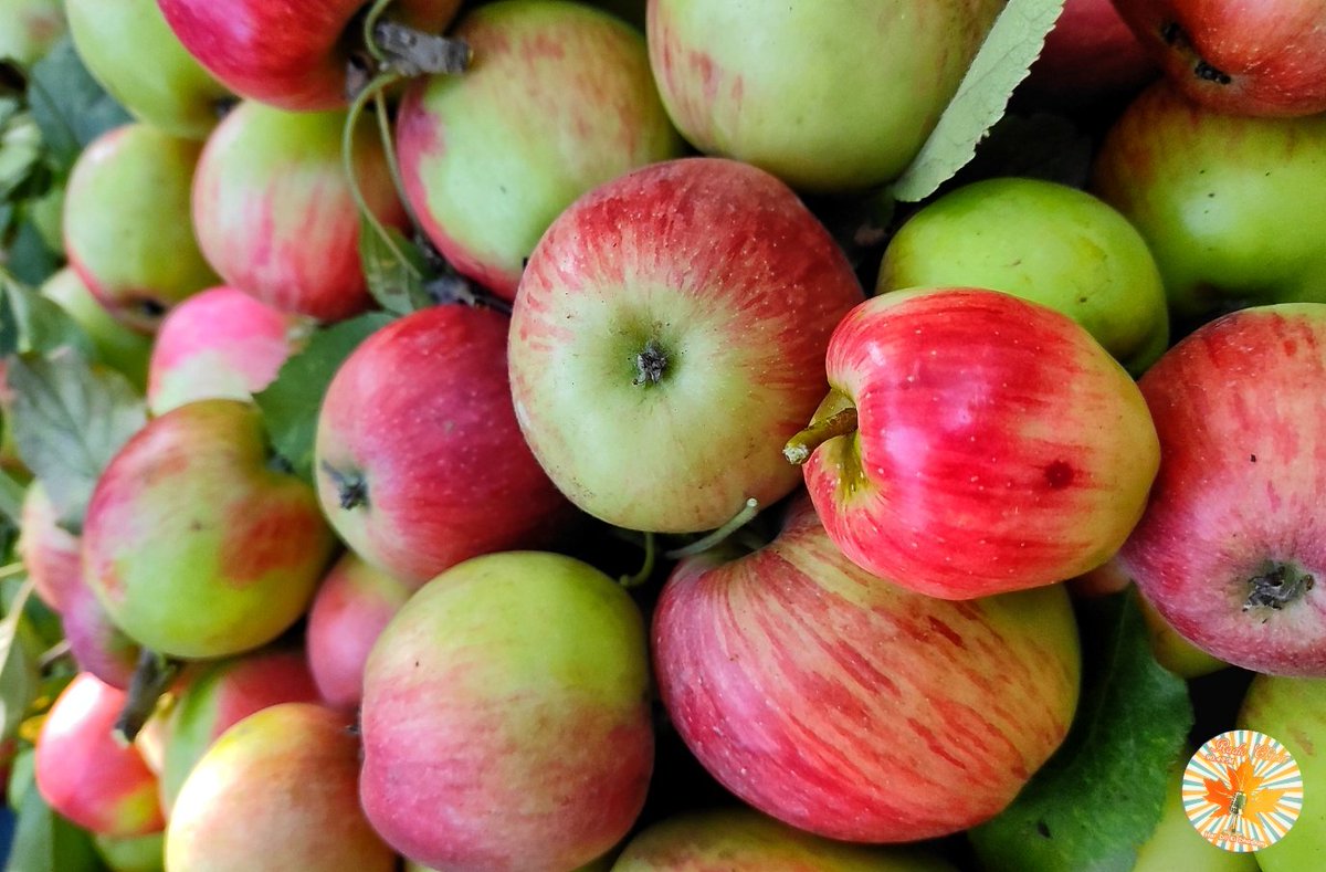 totaltaiyar's tweet photo. This is the right time to taste the delicious #Apples π of #Appletownsopore
.
.
.
#apples #appletown #sopore #JuicyApples #deliciousapples #harvesting #season #kashmir #chotalondon #radiochinar #NorthKashmir #radoichinar904
π· @hakeemjunaidjpc https://t.co/v1A8IJNCCu
