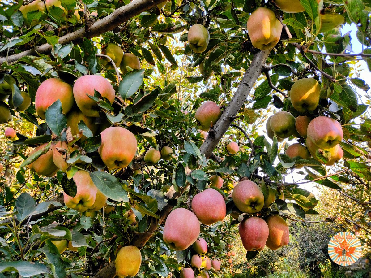 totaltaiyar's tweet photo. This is the right time to taste the delicious #Apples π of #Appletownsopore
.
.
.
#apples #appletown #sopore #JuicyApples #deliciousapples #harvesting #season #kashmir #chotalondon #radiochinar #NorthKashmir #radoichinar904
π· @hakeemjunaidjpc https://t.co/v1A8IJNCCu
