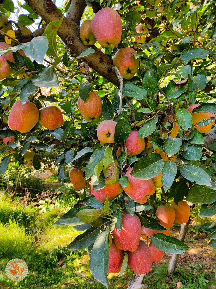 totaltaiyar's tweet photo. This is the right time to taste the delicious #Apples π of #Appletownsopore
.
.
.
#apples #appletown #sopore #JuicyApples #deliciousapples #harvesting #season #kashmir #chotalondon #radiochinar #NorthKashmir #radoichinar904
π· @hakeemjunaidjpc https://t.co/v1A8IJNCCu