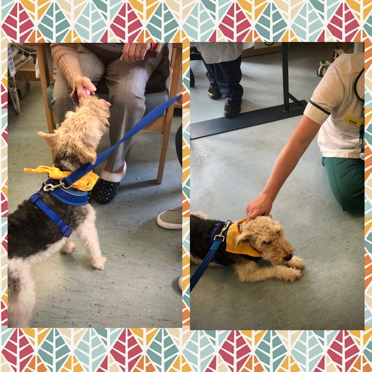 The brilliant Betty brightening up the days of our patients and staff🦮💛💙 @PetsAsTherapyUK @LPT_Activities @LPTnhs @CHSInpatientLPT