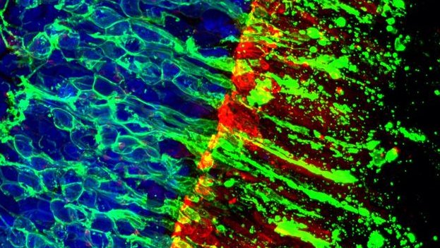 IOB_Roska's tweet photo. IOB is seeking a highly motivated researcher with an outstanding track record for an endowed Platform Leader position in Protein Engineering. #proteinengineering #platformleader #visionresearch
https://t.co/YkSQSuExzE https://t.co/VyDwzP98C5