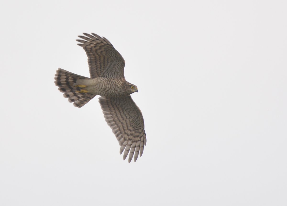 LMHooperbirder's tweet photo. Birds still moving through Gilkicker with Meadow Pipits, Tree Pipits, Grey Wagtails and close to 10,000 hirundines this week! Chiffchaffs and Blackcaps in good numbers and the first Brent Geese, Wigeon and Teal through as well as a patch tick Cattle Egret last week https://t.co/MKnKgkwGR7
