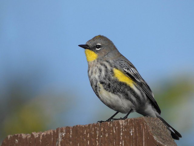 ¡Ya empezó la llegada masiva de aves migratorias que vienen desde 🇨🇦 y 🇺🇸 a pasar el invierno en 🇲🇽. 

Muchas lo pasan en los parques de nuestras ciudades 🏡. Si paran ojera y escuchan “chip, chip, chip!” Debajo de los árboles es que ya llegaron!