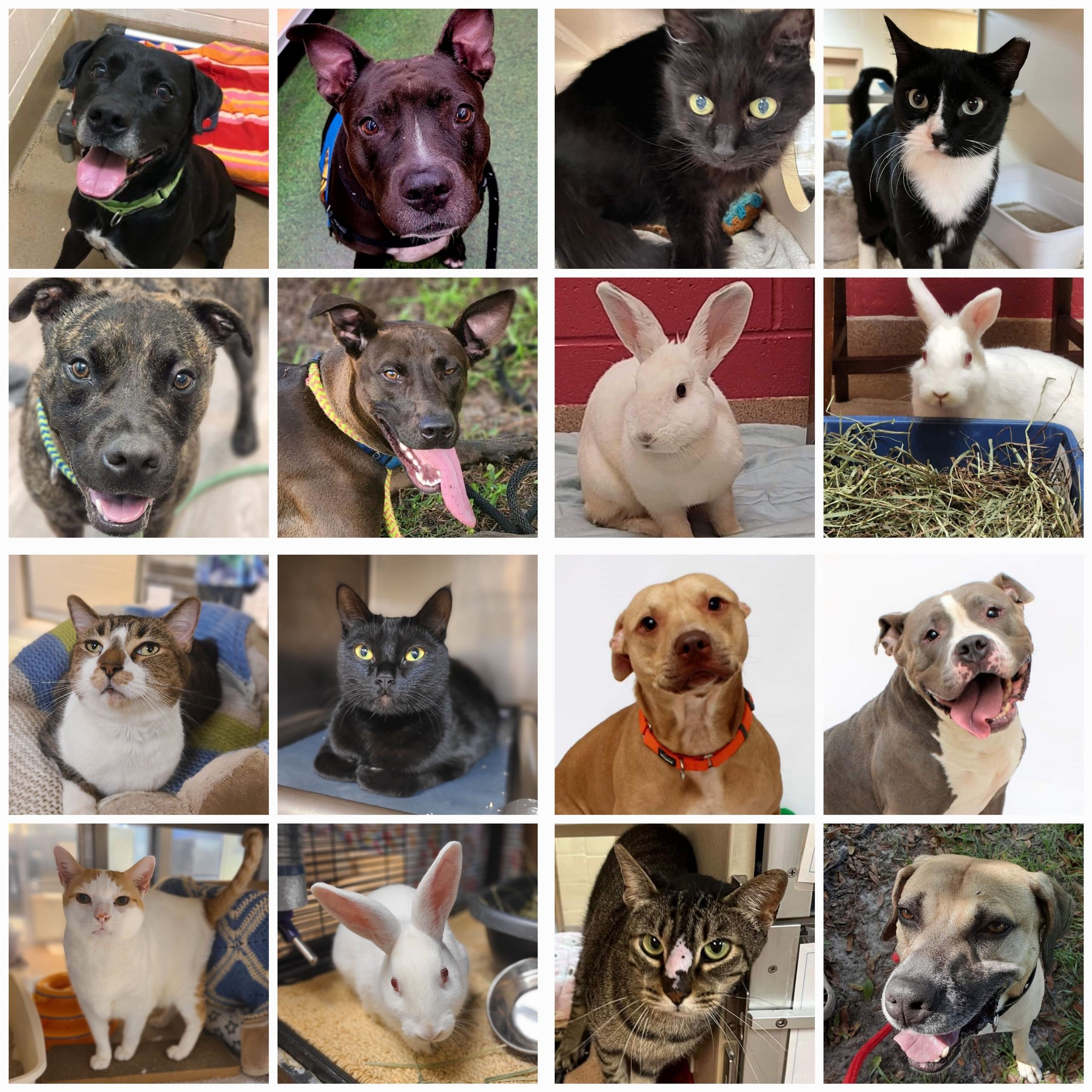 bedford animal shelter no kill