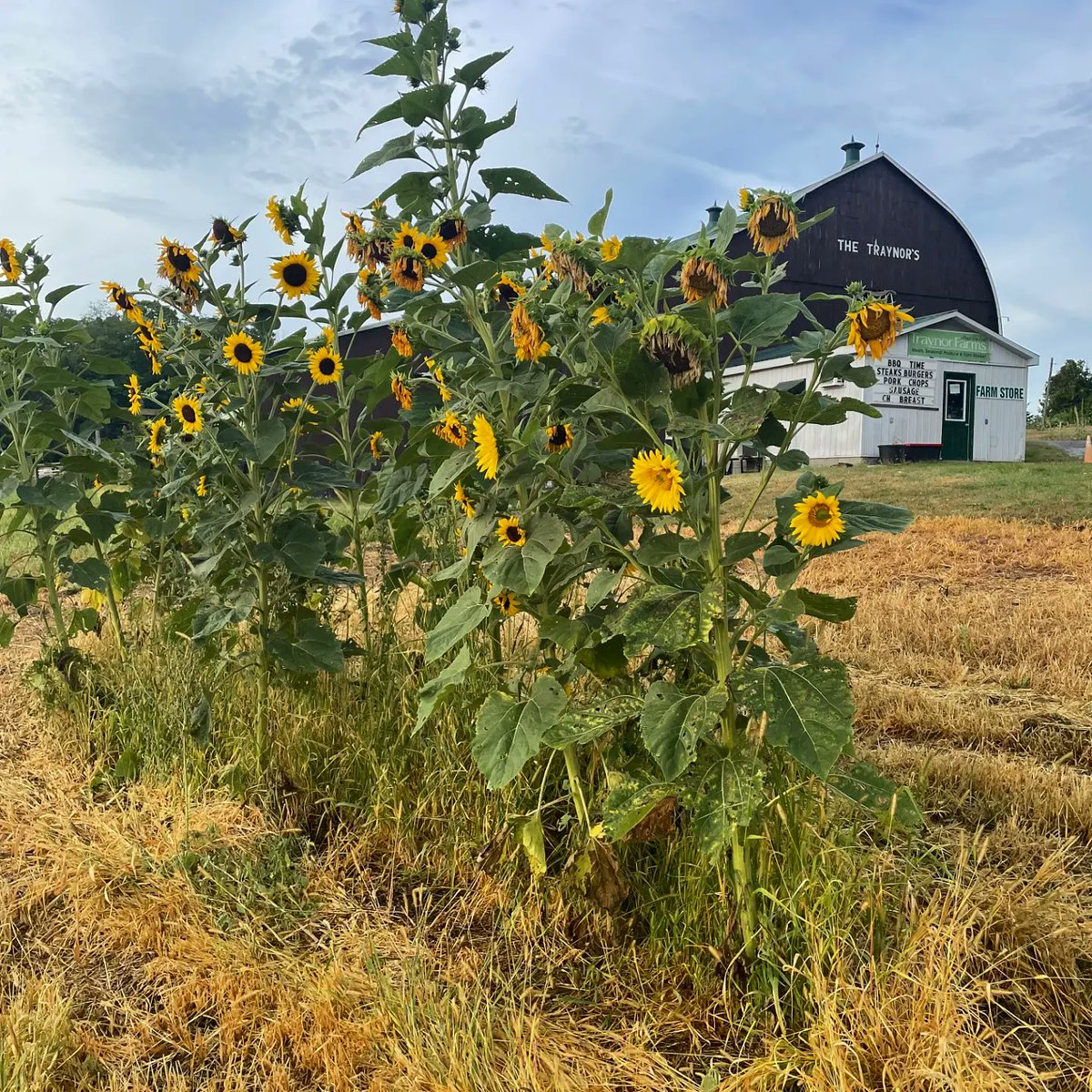 TraynorFarms tweet media