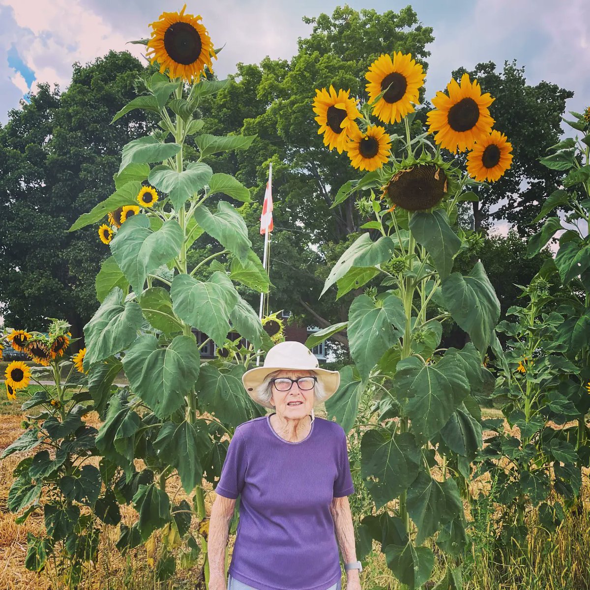 Visit the Farm Store this weekend and snap a shot with these beauties... if you can reach them! 🌻📸

Our Farm Store is open today from 12-5, Saturday 12-5, and Sunday 12-4.

Stop in for a visit, take some photos, and shop from the day's harvest!