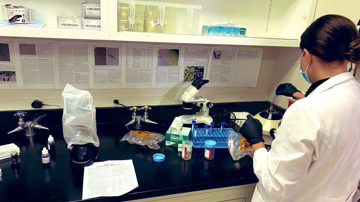 What’s in your urine? #urinemicroscopy #monthlyurinelab