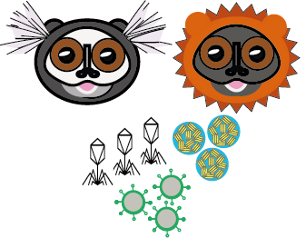 Dr. Joanna Malukiewicz 🇵🇱🇧🇷🇩🇪 tweet media