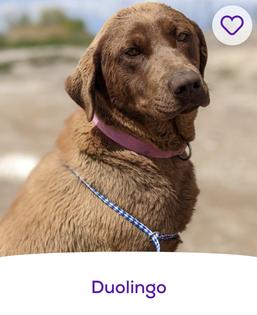 Duolingo tweet media