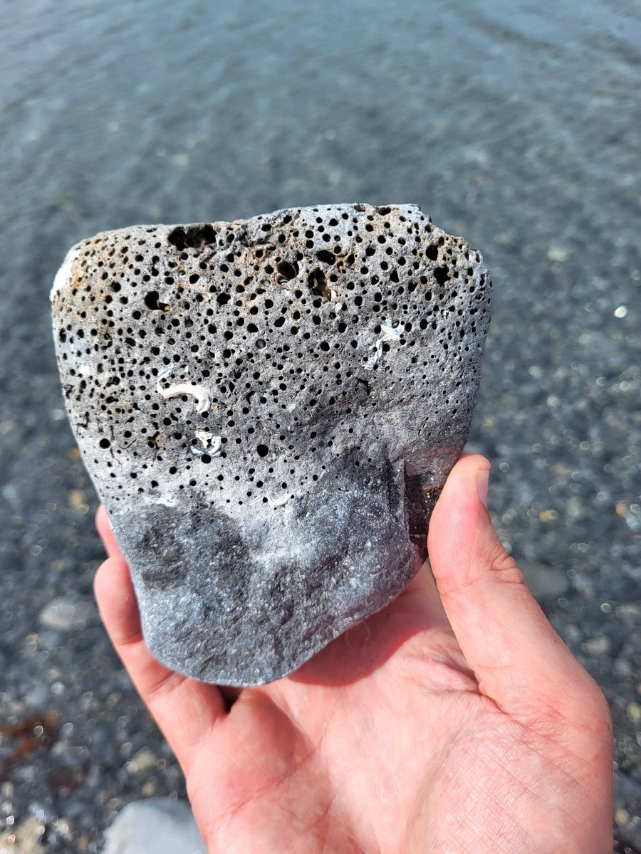 This piece of limestone has definitely been burrowed into by some Piddocks (Pholas sp.) - but the pattern is very different to the ones I usually find and I don't know why they haven't touched the lower third?? County Clare, Ireland.