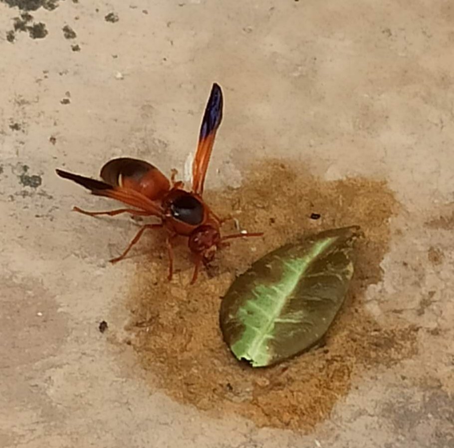 L'hem vist avui a L'H. Ens ha sorprès el seu tamany, és molt gran! Alguna idea de quina espècie de vespa és? Moltes gràcies! <a href="/MeteoBarrufet/">Barrufet del temps</a>