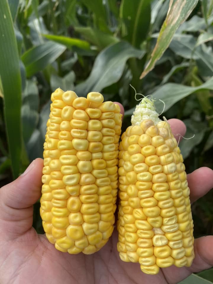 Pearce Seeds LLP tweet media