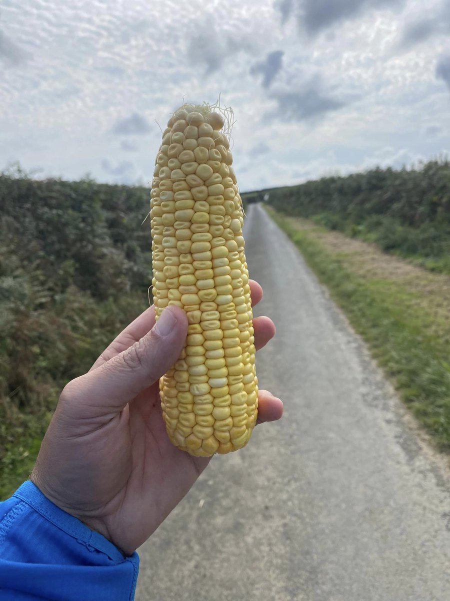 Pearce Seeds LLP tweet media