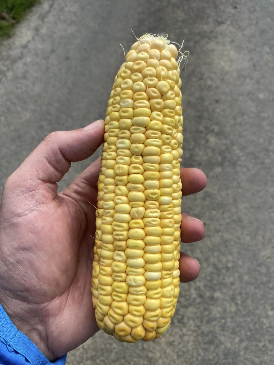 Pearce Seeds LLP tweet media