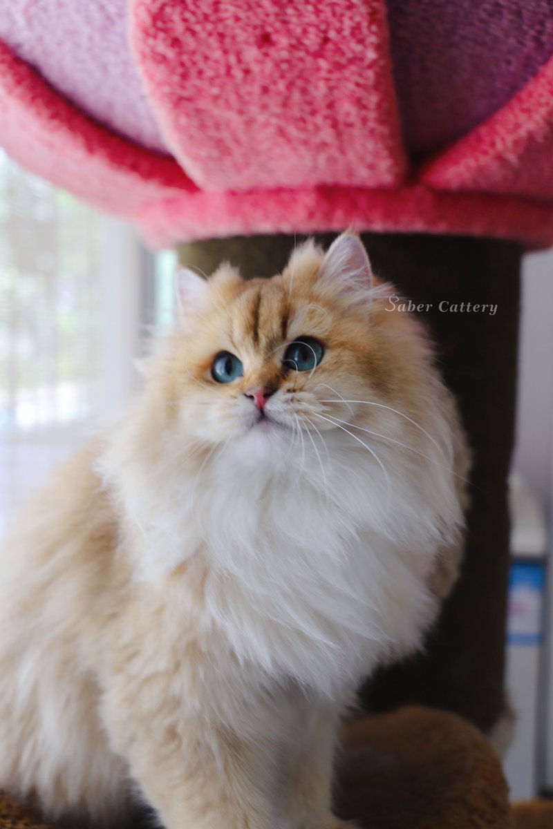 CatterySaber's tweet photo. Hedwig
Not for sale.
#CatsOfTwitter #CatsOnTwitter #britishlonghaircat #GoldenBritishLongHairCat #cattery #CuteCats #animals #kitten #KittensOfTwitter #猫咪社区 #猫のいるくらし #猫がいる幸せ #猫舍 https://t.co/akCEOJdpkw