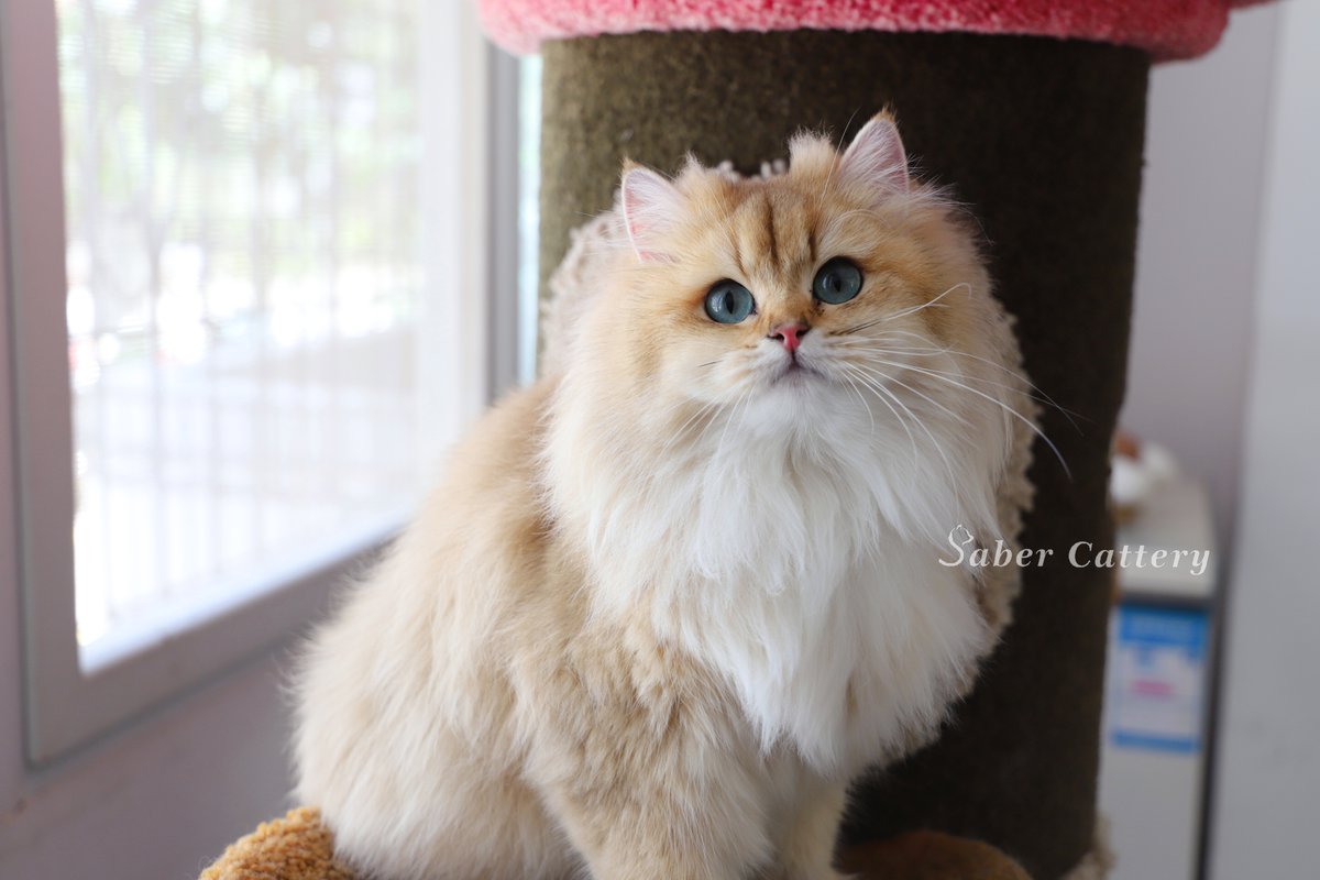 CatterySaber's tweet photo. Hedwig
Not for sale.
#CatsOfTwitter #CatsOnTwitter #britishlonghaircat #GoldenBritishLongHairCat #cattery #CuteCats #animals #kitten #KittensOfTwitter #猫咪社区 #猫のいるくらし #猫がいる幸せ #猫舍 https://t.co/akCEOJdpkw