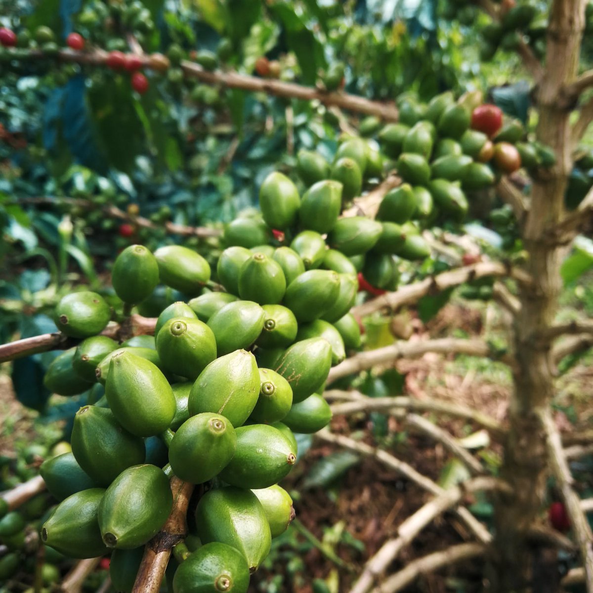 The coffee world is as wonderful as it is complex, especially when it comes to coffee varieties. But not anymore! In collaboration with The Center, we have created a Variety Glossary answer to all your questions: bit.ly/3LlN8k7👈! #specialtycoffee #greencoffee