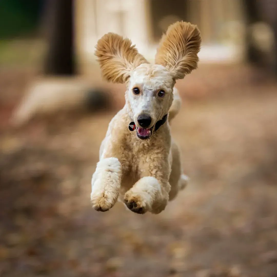 ERICvsCANCER's tweet photo. With the introduction of non-invasive “liquid biopsy” cancer detection methods, the discussion is shifting from “How to screen dogs for cancer” to “When to screen dogs for cancer”.

https://t.co/BiEqzn39d1

#EarlyRecognitionIsCritical
#ERICvsCANCER
#PetswithCancer
#Pets
#SpeakUp https://t.co/WsA9ITxbBM