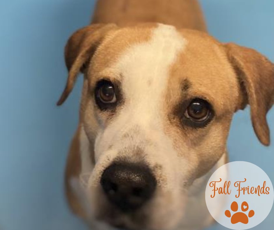 PeninsulaSPCA's tweet photo. Morrissey is a 4yr old Hound mix people-dog that's an amazing snuggle buddy, great on walks, loves his ball & takes it everywhere! We do recommend a home where he’s the only furbaby. 🧡🐾#ForgetMeNotFriday #PSPCAFallFriends #adopt
Become a Fall Friend: https://t.co/AUT7TMfZqJ https://t.co/xxRoISfmrt