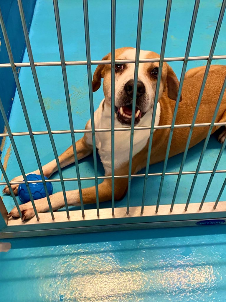 PeninsulaSPCA's tweet photo. Morrissey is a 4yr old Hound mix people-dog that's an amazing snuggle buddy, great on walks, loves his ball & takes it everywhere! We do recommend a home where he’s the only furbaby. 🧡🐾#ForgetMeNotFriday #PSPCAFallFriends #adopt
Become a Fall Friend: https://t.co/AUT7TMfZqJ https://t.co/xxRoISfmrt