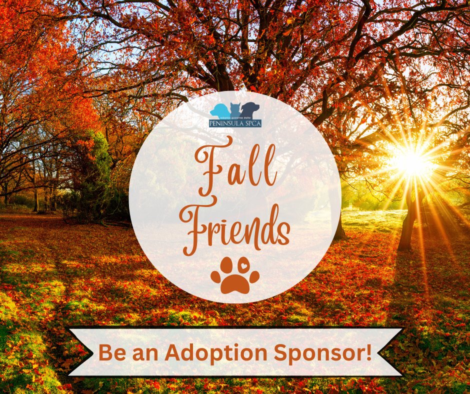 PeninsulaSPCA's tweet photo. Morrissey is a 4yr old Hound mix people-dog that's an amazing snuggle buddy, great on walks, loves his ball & takes it everywhere! We do recommend a home where he’s the only furbaby. 🧡🐾#ForgetMeNotFriday #PSPCAFallFriends #adopt
Become a Fall Friend: https://t.co/AUT7TMfZqJ https://t.co/xxRoISfmrt