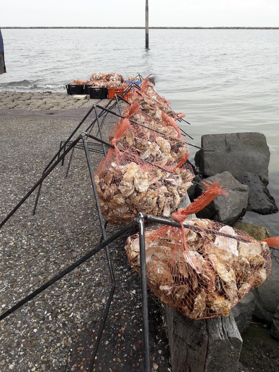 Today 160.000 babyoysters (spat on shell) have been placed 2 km off shore in the Dutch North Sea to test survival in various constructions. #nativeoysters #rewilding Goal: find a way to kickstart thriving reefs as a base for marine #biodiversity