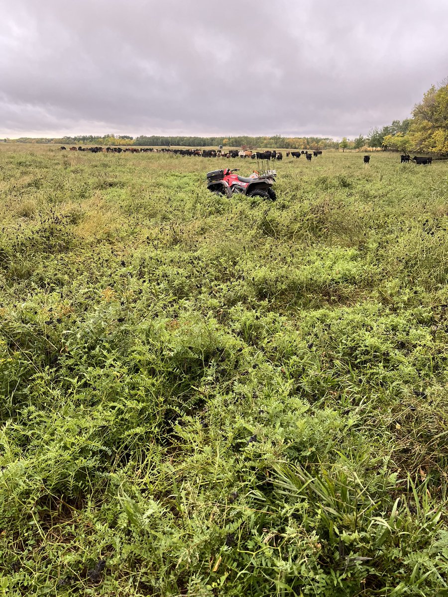 ConnorEnglish18's tweet photo. Step aside alfalfa, you’ve been replaced by the big dog #cicermilkvetch #longrecovery #grazing #UHDG #angus https://t.co/WScDsmHLG2