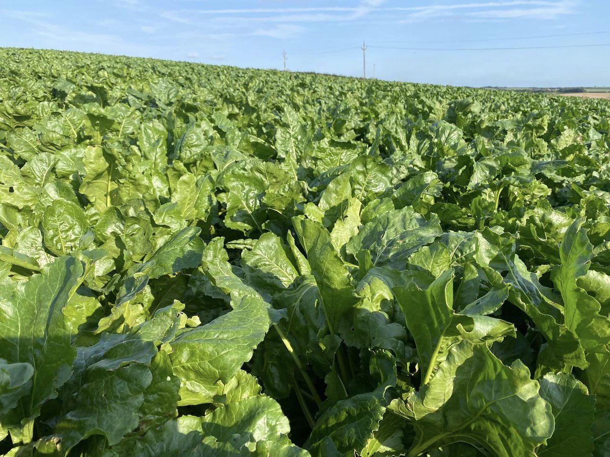 LlpSeeds's tweet image. Fodder beet has responded well to some welcome moisture #agronomy #fodderbeet #robbos