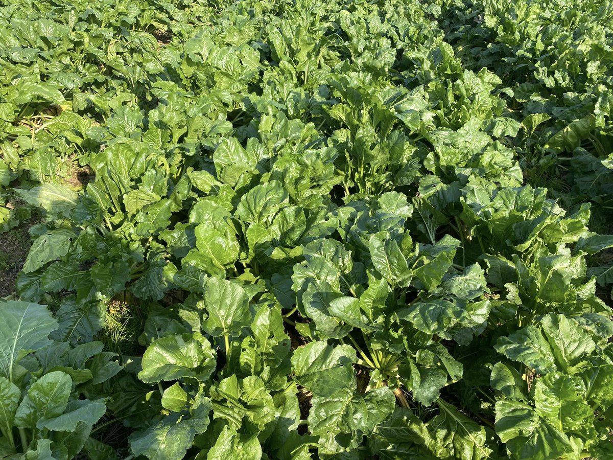LlpSeeds's tweet image. Fodder beet has responded well to some welcome moisture #agronomy #fodderbeet #robbos