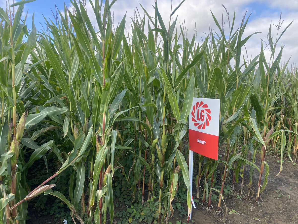 Pearce Seeds LLP tweet media